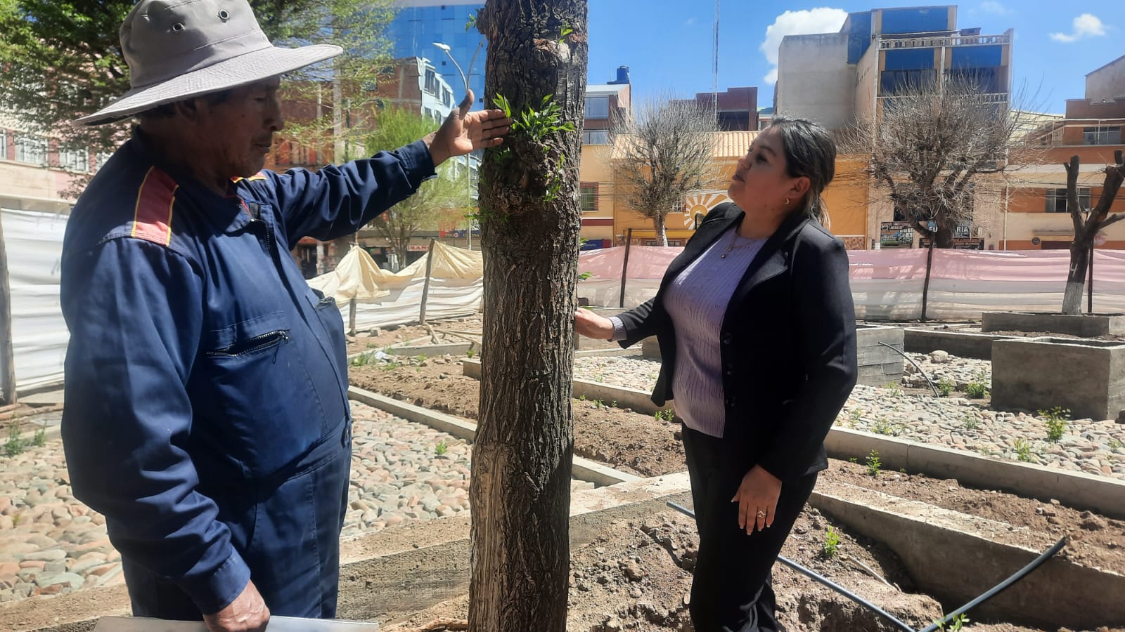 LOS ÁRBOLES REUBICADOS EN LA PLAZA PRINCIPAL SE ADAPTARON Y GENERAN RETOÑOS.