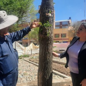 LOS ÁRBOLES REUBICADOS EN LA PLAZA PRINCIPAL SE ADAPTARON Y GENERAN RETOÑOS.