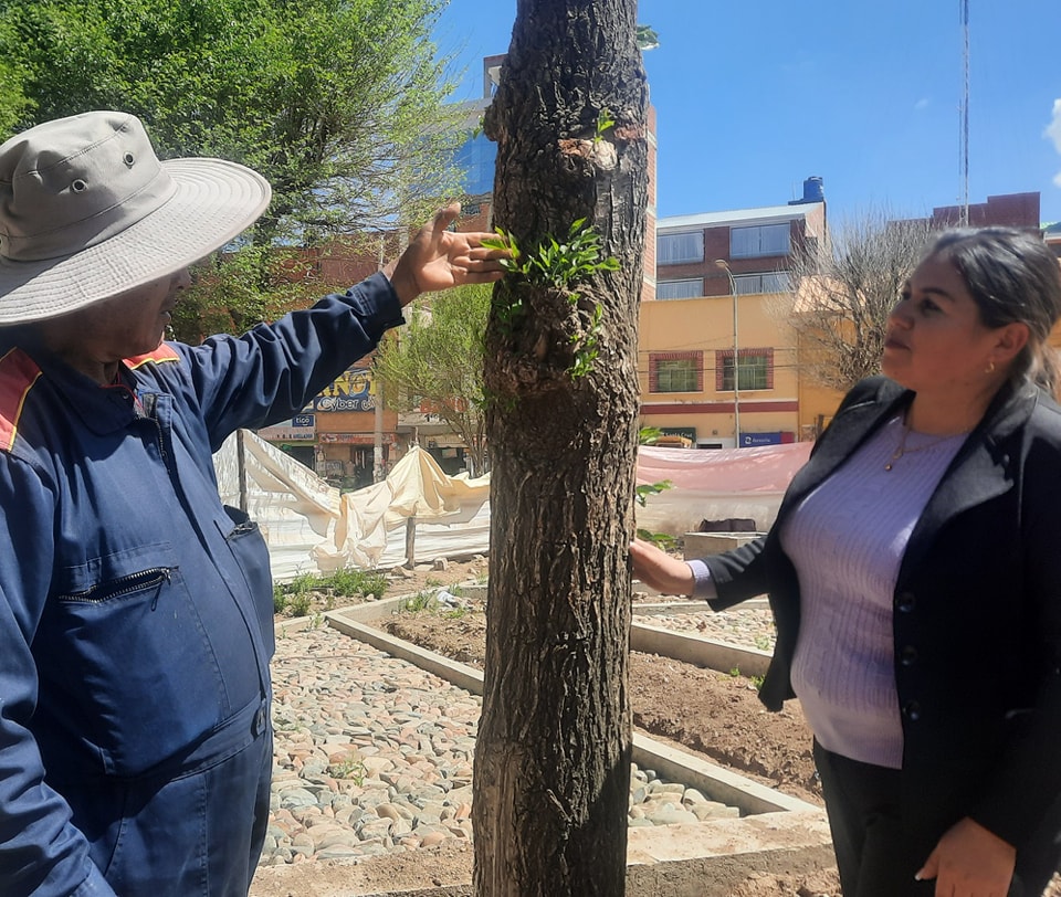 LOS ÁRBOLES REUBICADOS EN LA PLAZA PRINCIPAL SE ADAPTARON Y GENERAN RETOÑOS.