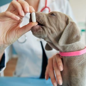 CAMPAÑA DE DESPARACITACIÓN DE MASCOTAS SE REALIZARÁ DURANTE TODO EL MES EN DISTINTOS PUNTOS DEL MUNICIPIO